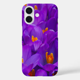 Coques iPhone 16 Un champ de crocus violets