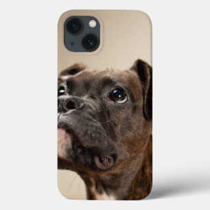 Case-Mate iPhone Case Un chiot Brindle de boxeur recherchant