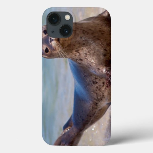 Coques Case-Mate iPhone Un joint sur une plage le long de la Côte (Verso)