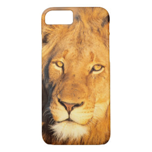 Coque Case-Mate Pour iPhone Un lion rouge regardant la caméra.