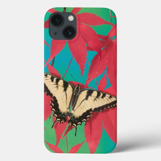 Coques Case-Mate iPhone Un papillon canadien de machaon de tigre (Verso)