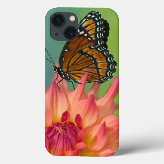 Coques Case-Mate iPhone Un papillon de vice-roi sur un Zinnia (Verso)