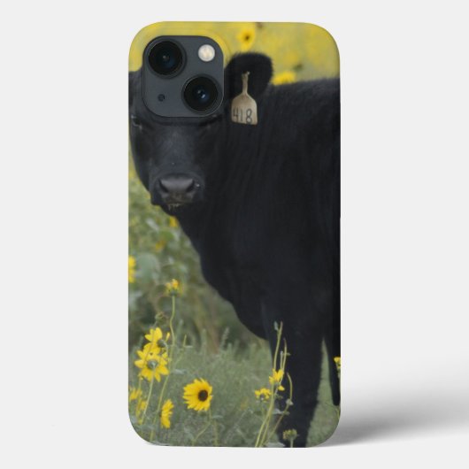 Coques Case-Mate iPhone Un veau au milieu des tournesols du Nebraska (Verso)