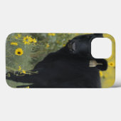 Coques Case-Mate iPhone Un veau au milieu des tournesols du Nebraska (Verso (horizontal))