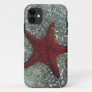 Case-Mate iPhone Case Une étoile de mer rouge   Galapagos, Equador