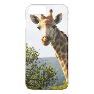 Coque iPhone 7 Plus Une photo rapprochée d'un girafe mâle en safari