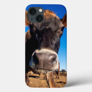 Etui iPhone 13 Une vache du Jersey étant curieuse