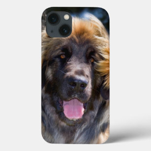 iPhone 13 Case USA, California. Portrait Of Leonberger Sitting