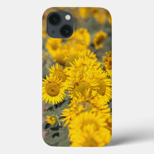 iPhone 13 Coque USA, Kansas. Sunflowers (Helianthus Annuus)