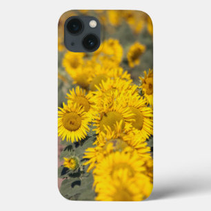Etui iPhone Case-Mate USA, Kansas. Sunflowers (Helianthus Annuus)