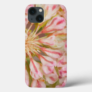 iPhone 13 Coque USA, Wyoming, Buckwheat wildflower close-up