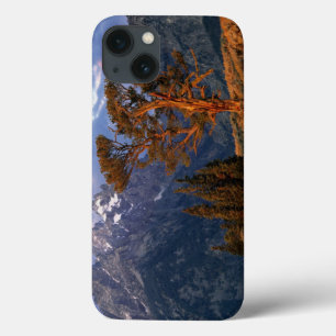 iPhone 13 Case USA, Wyoming, Grand Teton NP. Un cèdre solitaire
