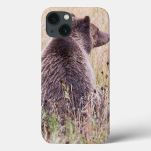 iPhone 13 Coque USA, Wyoming, Yellowstone National Park, Grizzly 2