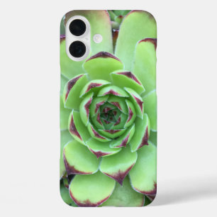 Coques iPhone 16 Plus Vert avec pourpre Conseils Succulent Gros plan Pho