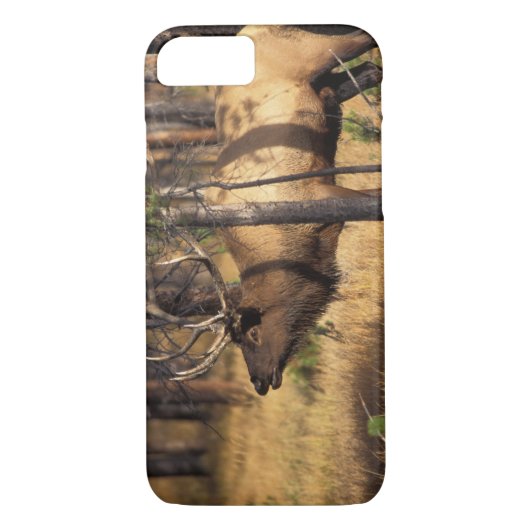 Coques Case-Mate iPhone wapiti, Cervus elaphus, bull bourdonne dans un brû (Dos)