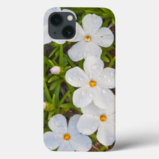 Coques Case-Mate iPhone Wyoming, Comté de Sublette, Gros plan de Phlox (Verso)