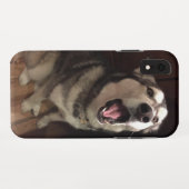Coques Case-Mate iPhone Yawning Alaskan Malamute photo (Dos (Horizontal))