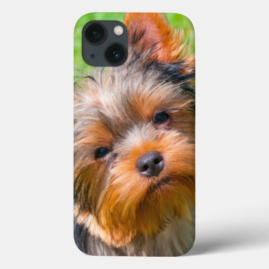 Coques Case-Mate iPhone Yorkshire Terrier qui regarde vers le haut (Verso)