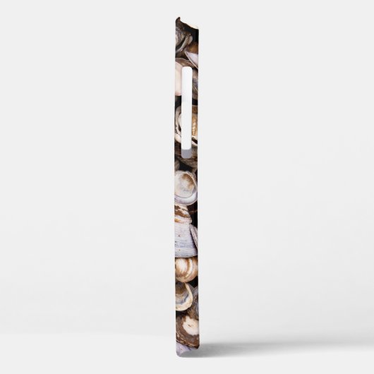 Coques dans la boue (Verso / Gauche)