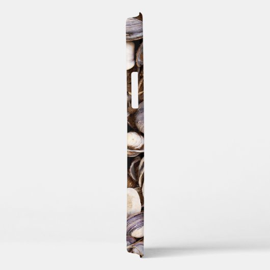 Coques dans la boue (Verso / Droite)