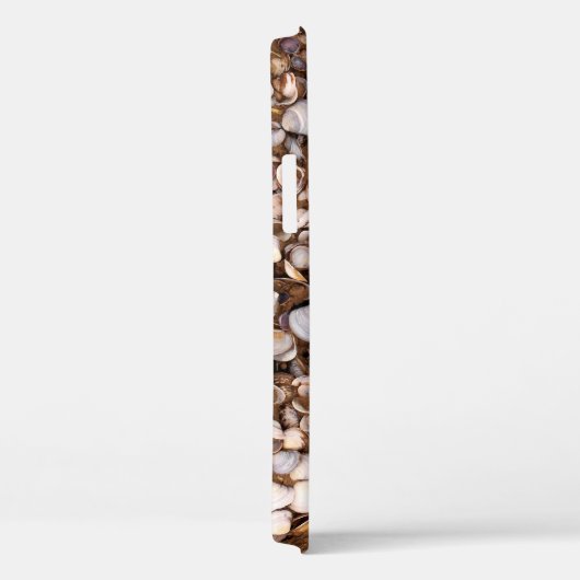 Coques dans la boue (Verso / Droite)