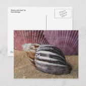 Coques dans la carte postale de sable (Devant / Derrière)
