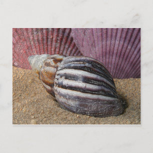 Coques dans la carte postale de sable