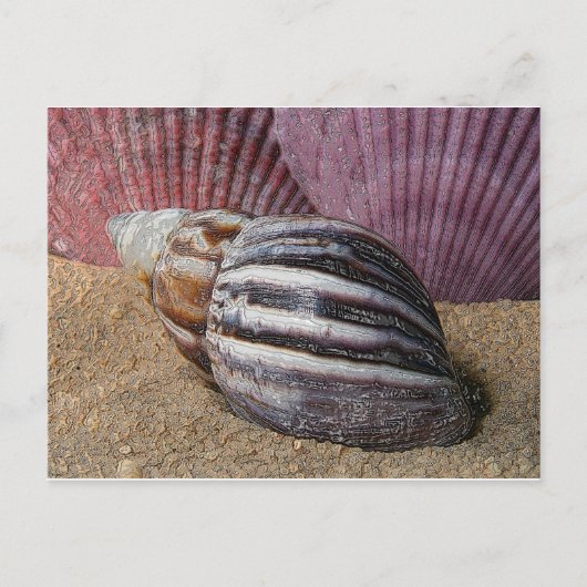 Coques dans la carte postale de sable (Devant)
