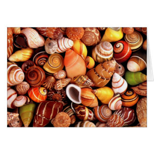 Coques de mer