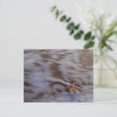 Coques de mer dans le Surf Carte postale (Debout devant)