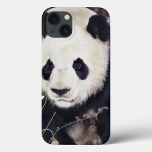 Coques Pour iPhone Asie, Chine, province du Sichuan. Panda géant en 2