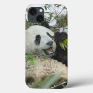 Coques Pour iPhone Panda eating bamboo on snow, Wolong, Sichuan,