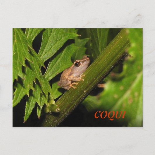 Coqui-Briefkaart Briefkaart (Voorkant)