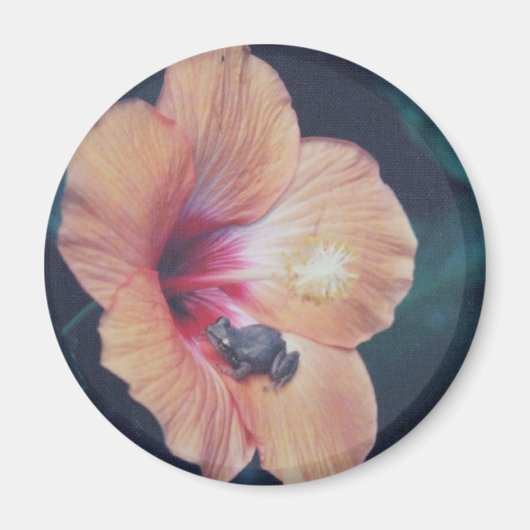 COQUI MAGNEET (Voorkant)