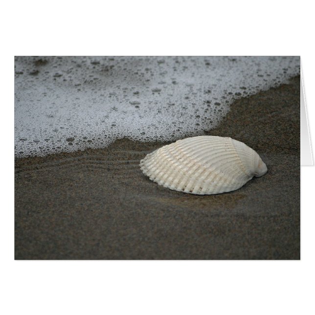 Coquillage et Surf (Devant horizontal)