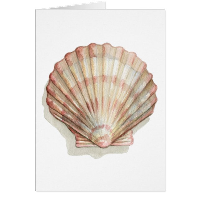 Coquillage rose et crème (Devant)