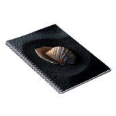 Coquillage sur Carnet de sable foncé (Côté Droit)