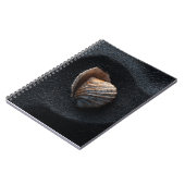 Coquillage sur Carnet de sable foncé (Côté gauche)