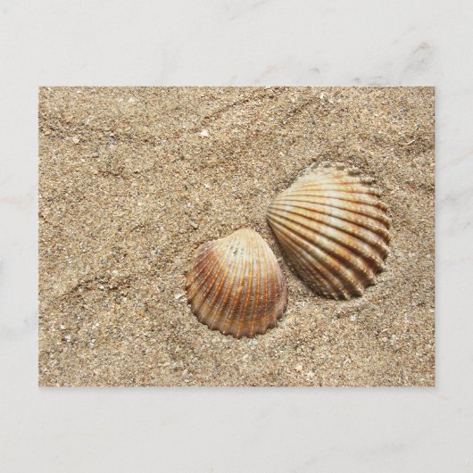 Coquillages Dans Carte postale Sable (Devant)