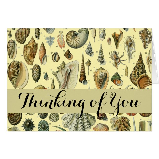 Coquillages de coquillages Mollusk Clam Élégant Ar (Devant horizontal)