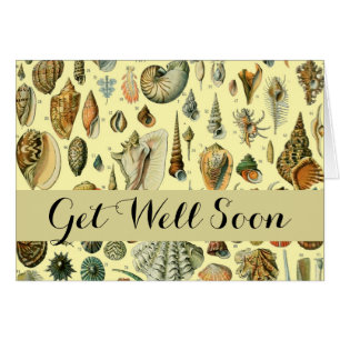 Coquillages de coquillages Mollusk Clam Élégant Ar