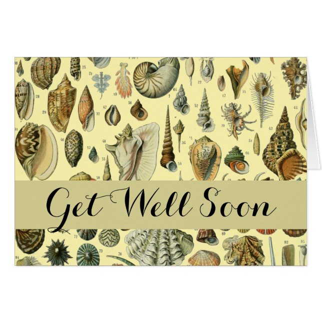 Coquillages de coquillages Mollusk Clam Élégant Ar (Devant horizontal)