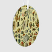 Coquillages de coquillages Mollusk Clam Élégant Ar (devant)