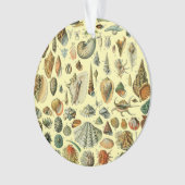 Coquillages de coquillages Mollusk Clam Élégant Ar (devant)