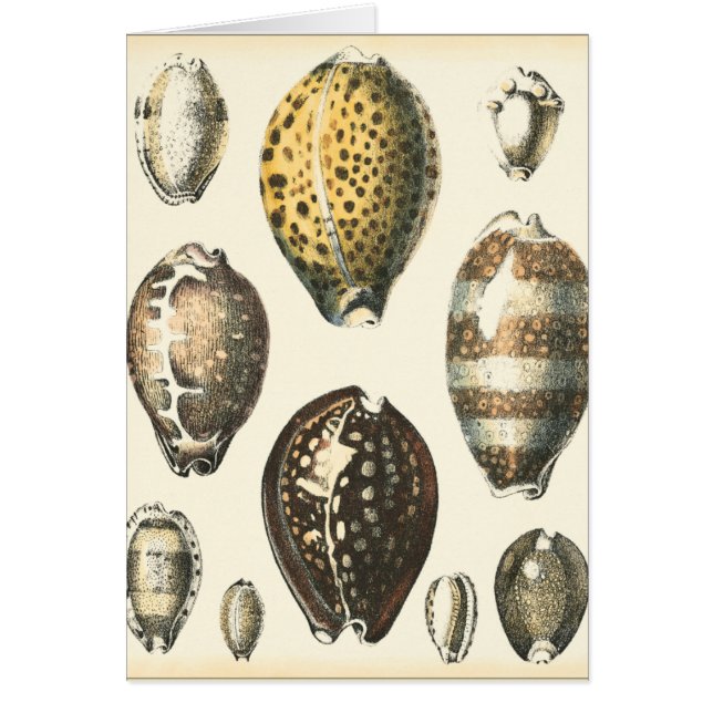 Coquillages De Forme Unique (Devant)
