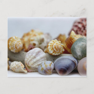 Coquillages de la carte postale de bord de mer