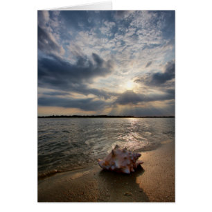 Coquille De Conche À La Plage St. Augustine, Fl