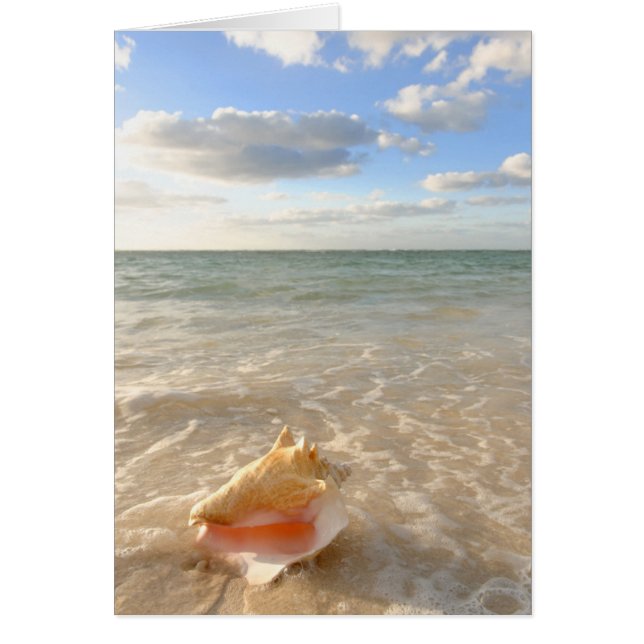 Coquille De Conche Dans Le Sable Sur La Plage Trop (Devant)