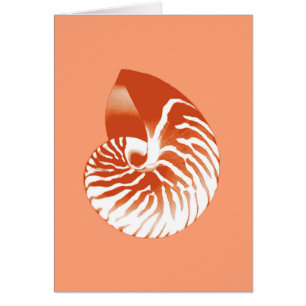 Coquille de Nautilus - terre cuite et blanc