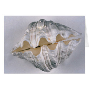 coquille de palourde géante à usage décoratif